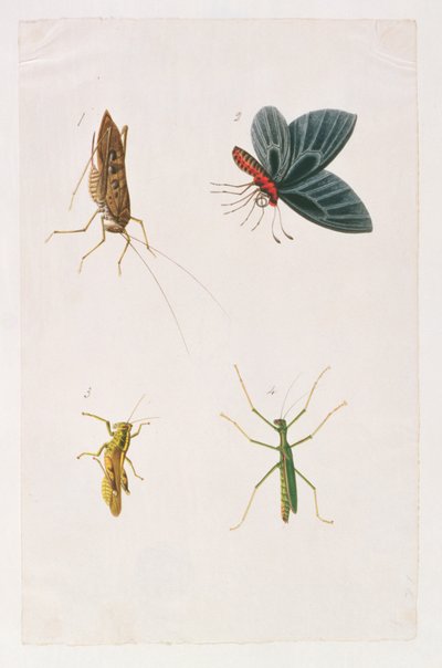 Vier Insekten, aus Zeichnungen von Tieren, Insekten und Reptilien aus Malakka, ca. 1805-18 von Chinese School